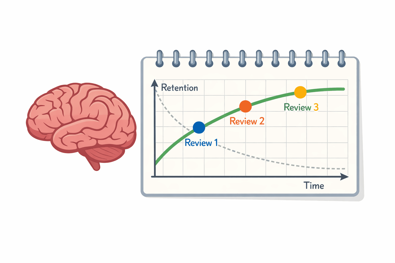 Illustration showing the spaced repetition learning curve with brain and calendar icons